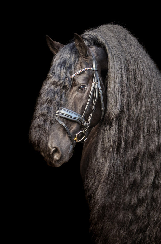 Snaffle Bridle Standard Slim Black/White - Tess products